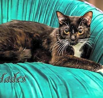 Photo of Hades