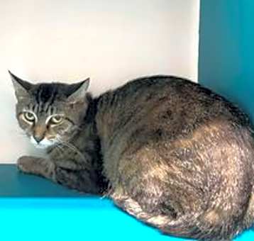 Photo of Tempest