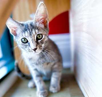 Photo of Irena