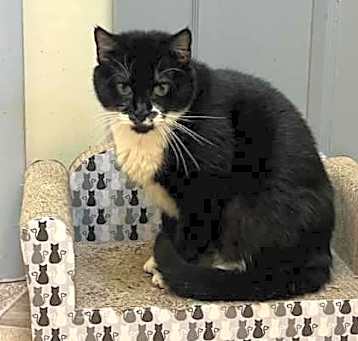 Photo of Cleo