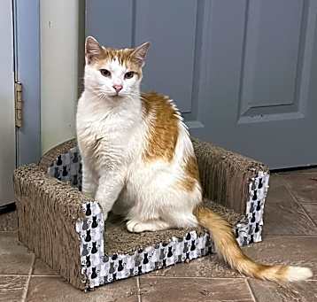 Photo of Popcorn