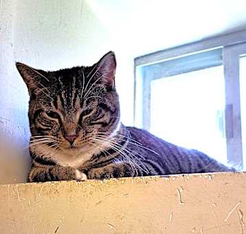 Photo of Enoki