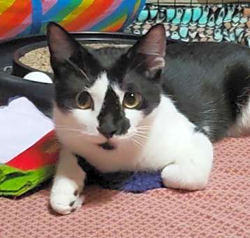 Photo of Puffin