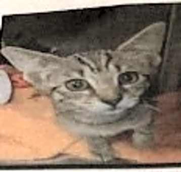 Photo of Roscoe