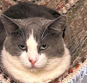 Photo of Hattie