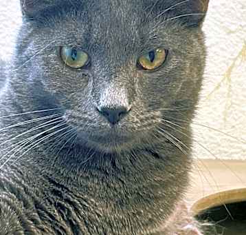 Photo of Poptart