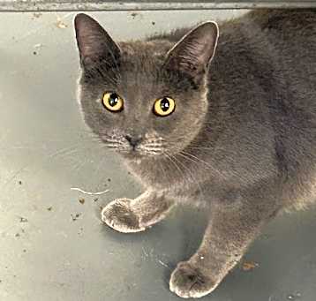 Photo of Piper