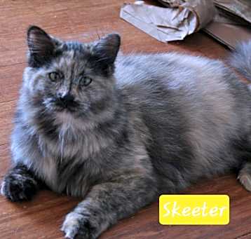 Photo of Skeeter