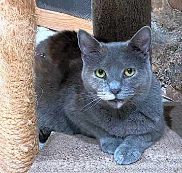 Photo of Zelda (Annex Cat)