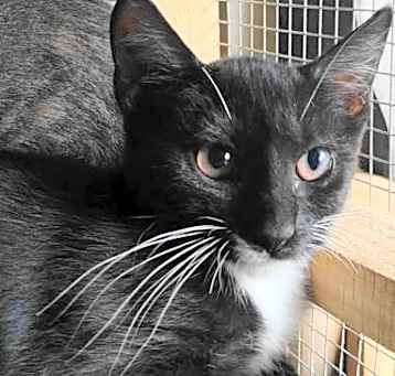 Photo of A-Junie - Barn Cat