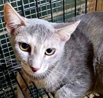 Photo of A-Ellia - Barn Cat