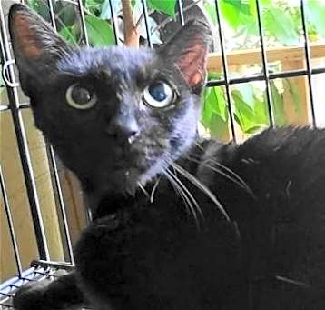 Photo of A-Mitzy Barn Cat