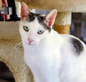 Photo of Kaspurr