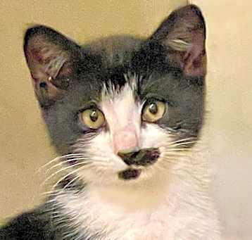 Photo of Dali