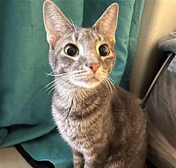 Photo of Timmy [Permanent Foster]