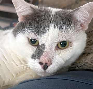 Photo of Coconut