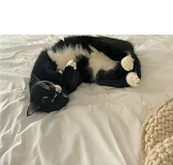Photo of MS. BELLA (COURTESY POST)