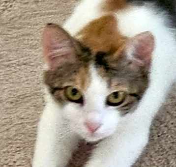 Photo of Cali