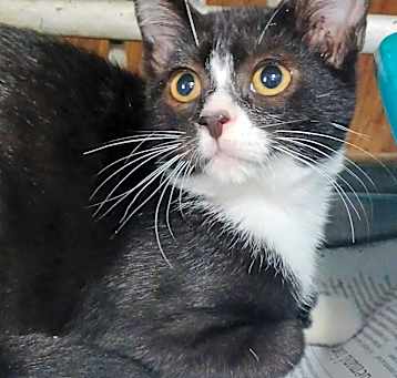 Photo of Jellyroll