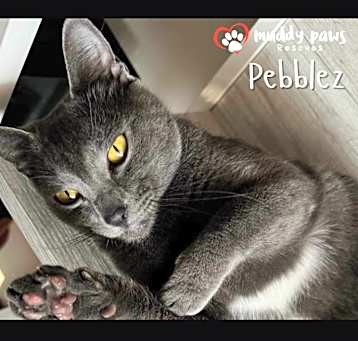 Photo of Pebblez (Courtesy Post)