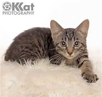 Photo of Otto