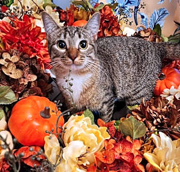 Photo of Spruce