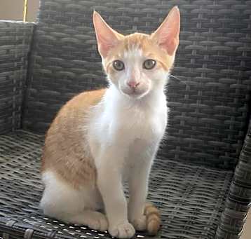 Photo of Kai Mele