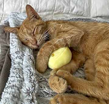 Photo of Cheddar Cheese