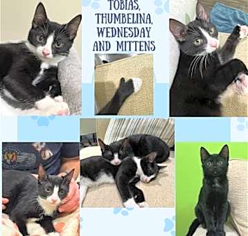 Photo of Tobias, Thumbelina, Wednesday and Mittens