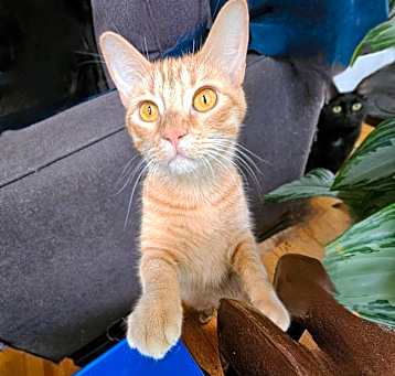 Photo of Ziggy