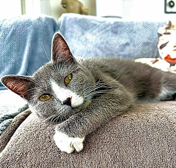 Photo of Viscountess