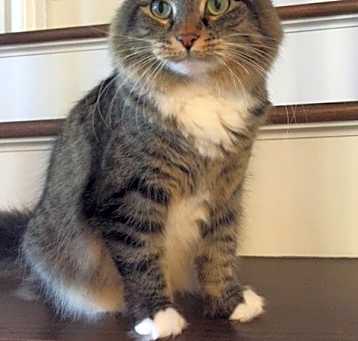 Photo of Abby - Courtesy Post
