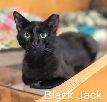 Photo of Black Jack