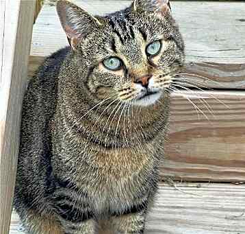 Photo of Taco