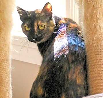 Photo of Kala