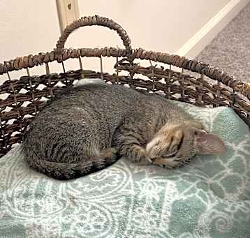 Photo of Kona