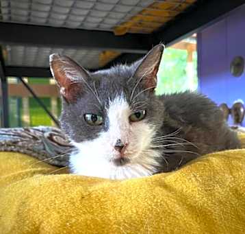 Photo of Natasha (FIV+)