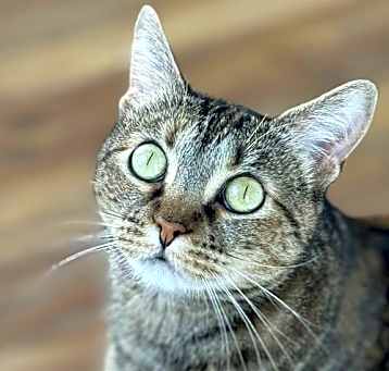 Photo of Lil' Bit (FIV+)