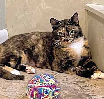 Photo of Ms. Kitty