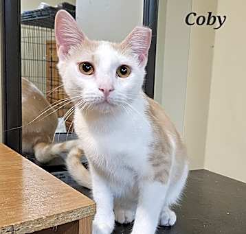 Photo of Coby