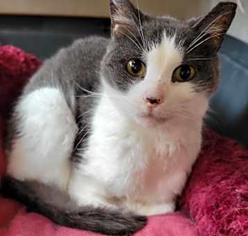 Photo of Frederick