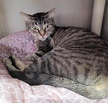 Photo of Heathertail
