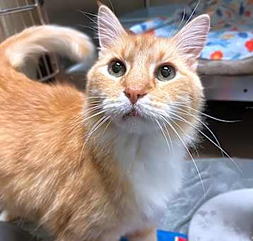 Photo of Tigger