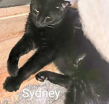 Photo of Sydney