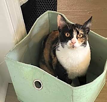 Photo of Cat Stevens