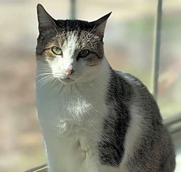 Photo of Leroy - A FIV Lovebug