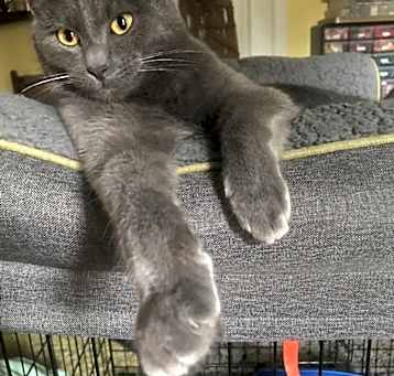 Photo of Smudge
