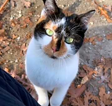 Photo of Kali