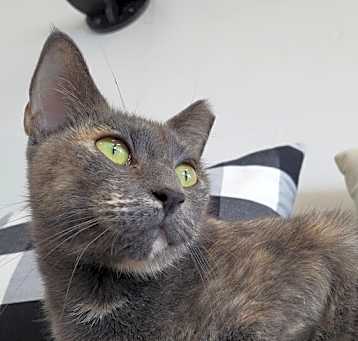 Photo of Sweetie