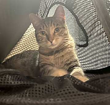 Photo of Thumper